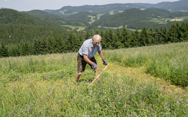 Bezirkssensenmähen 2021